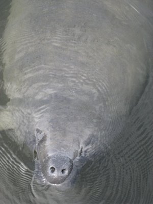 [manatee.jpg]
