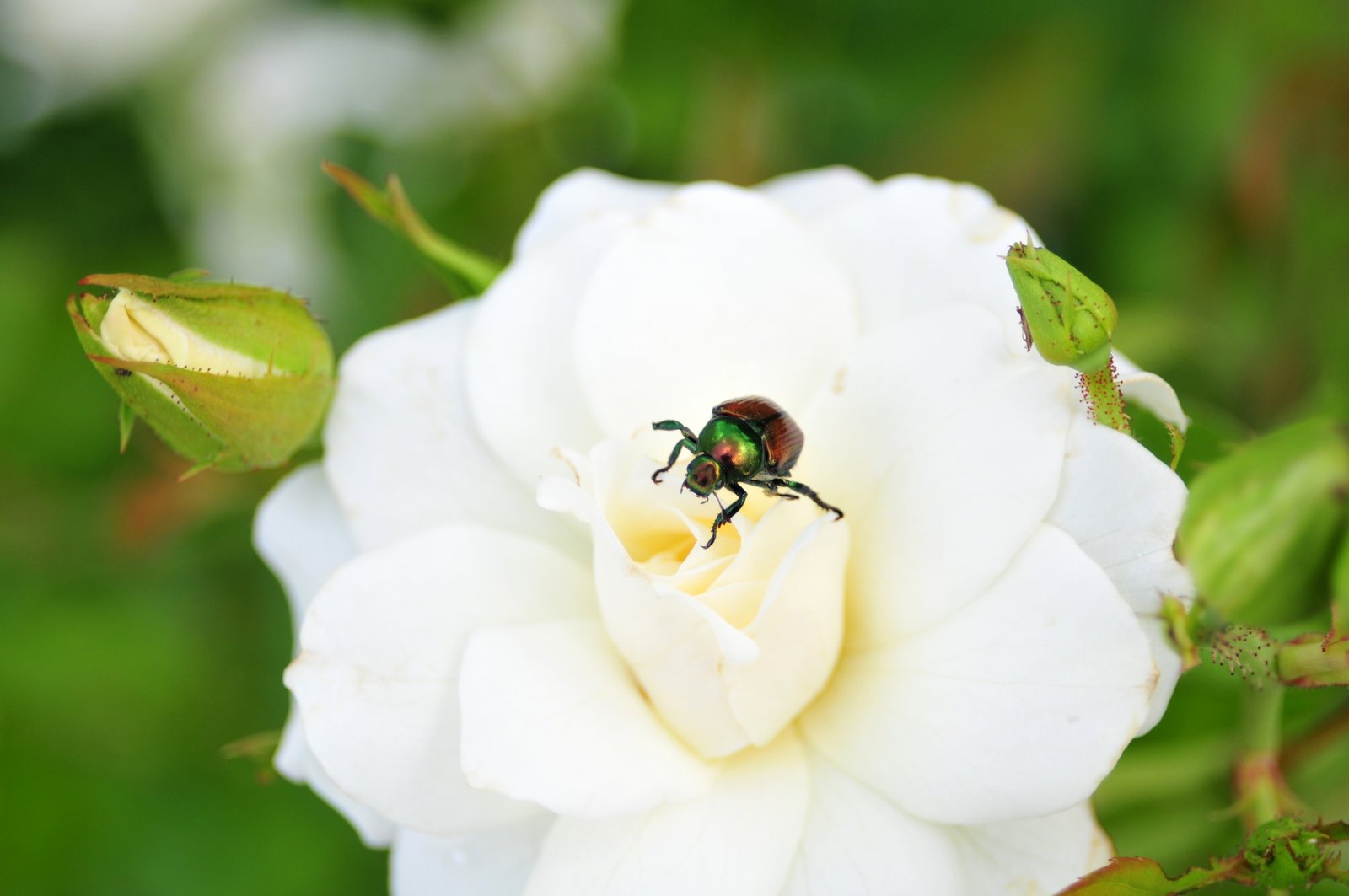 [DSC_6455.JPG]