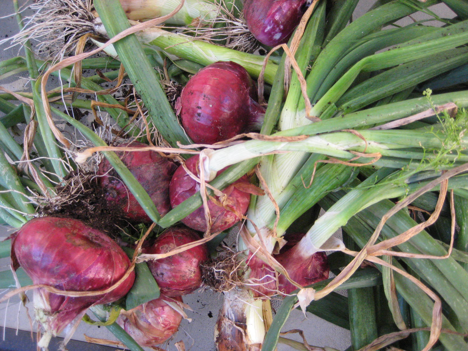 Raised Bed Garden Red Onion Harvest