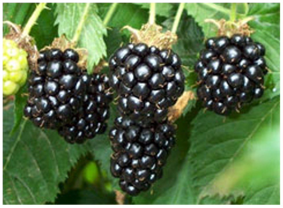 Blackberry Jam Recipe