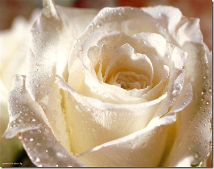 ciao.. White+rose