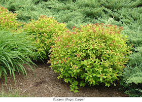 Victoria Gardens Reminder Cut Back Spirea For 2nd Blooming