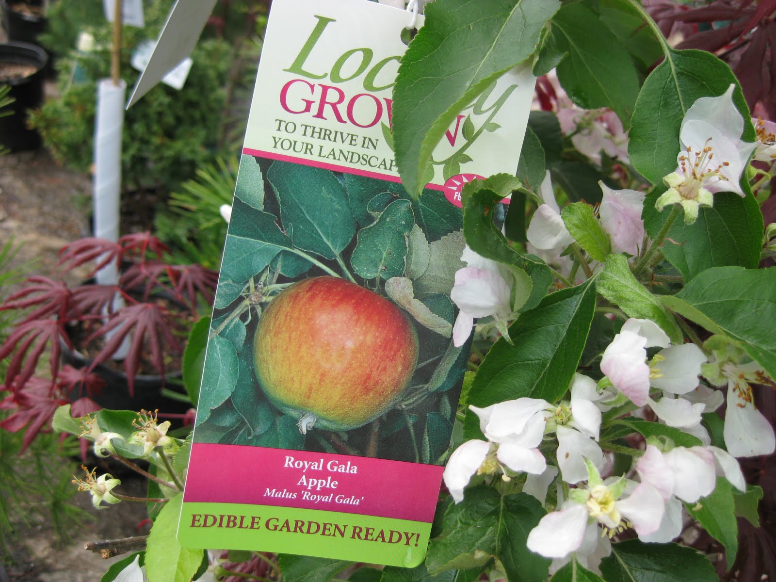 Victoria Gardens Grow your own 'Royal Gala' apples!