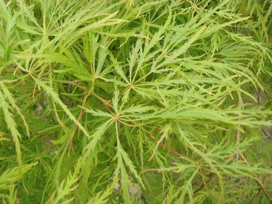 japanese maple dwarf trees. japanese maple dwarf. japanese maple dwarf trees.