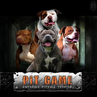 Pit The Game