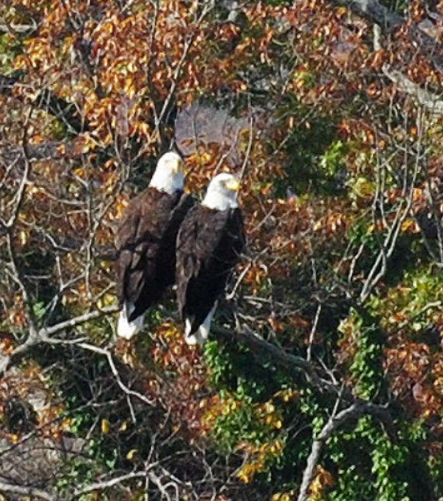 Tennessee Aquarium Blog Bald Eagle Sightings in the