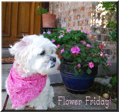 Flower-Friday.jpg