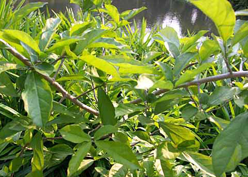 Aa Pulver bio - Dr. Groß
