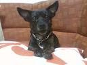Lucy, mi perrita que es un encanto