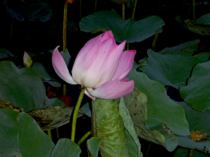 MAGICK RIVER 10/24/10 10/31/10