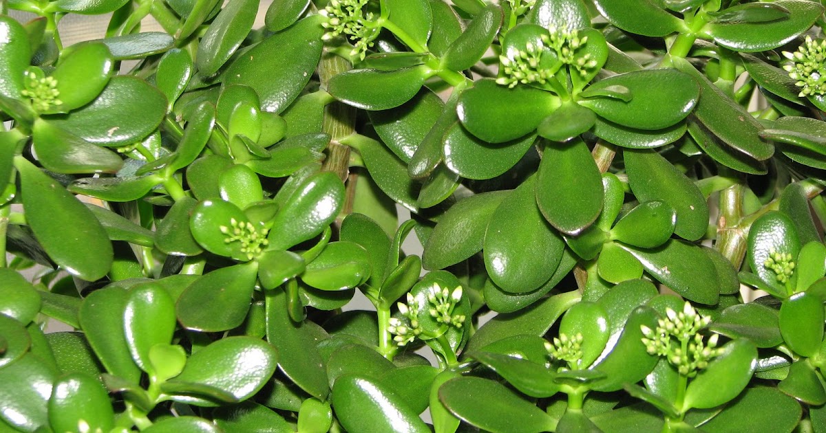 FCAlive How to Grow a Happy Jade Plant