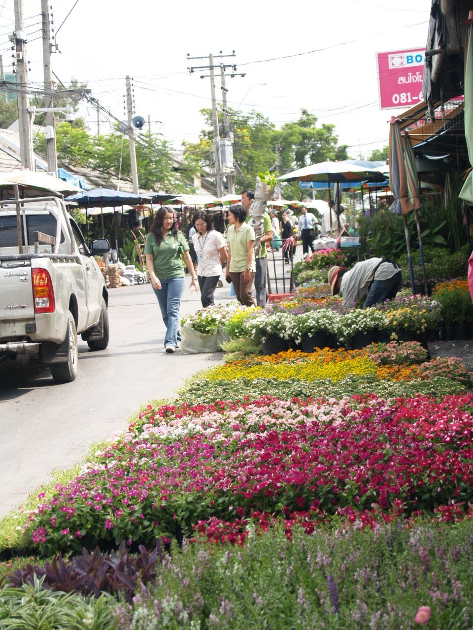 Cactus Lover JJ market biggest outdoor plant market