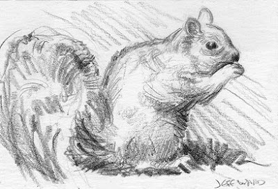squirrel sketch