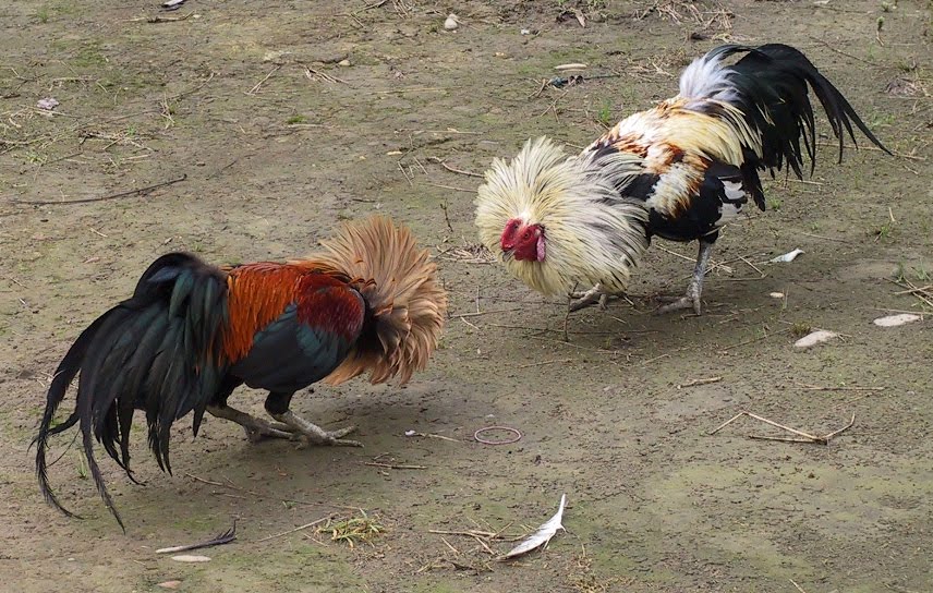 Cock Fighting Game Fowl 2