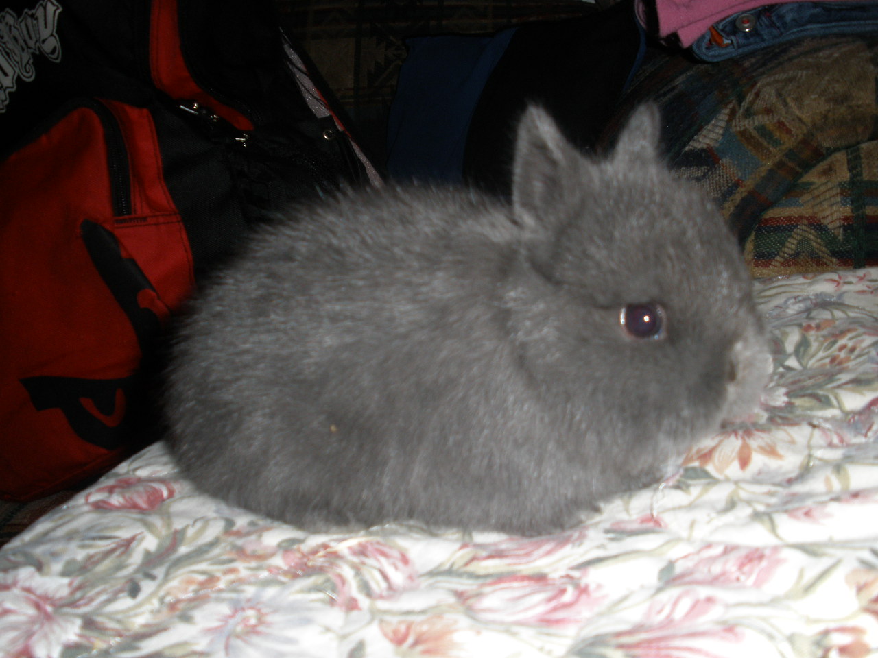Wooly Jersey Rabbit