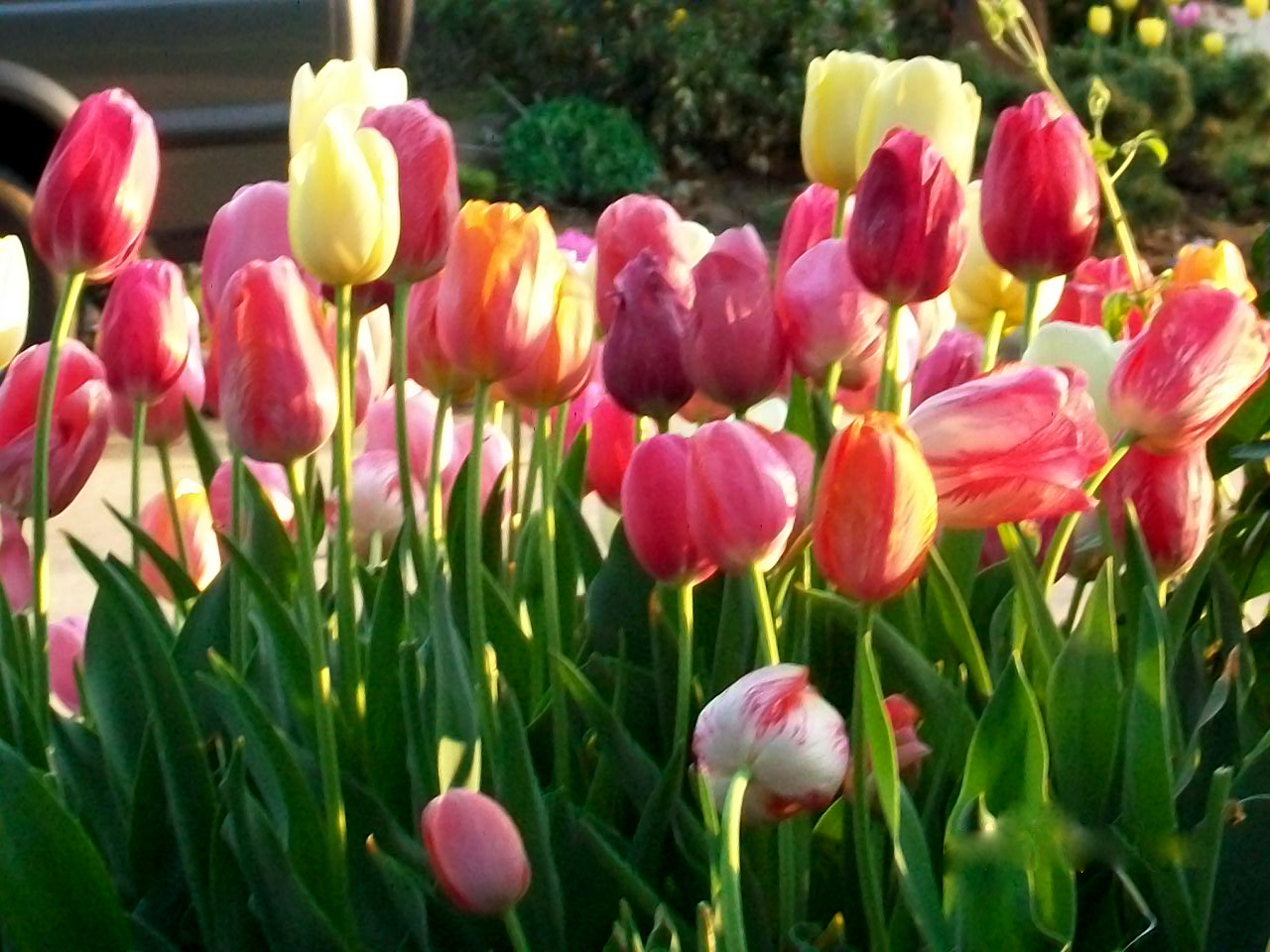P O T A G E R Here They Are.......My Favorite Tulips