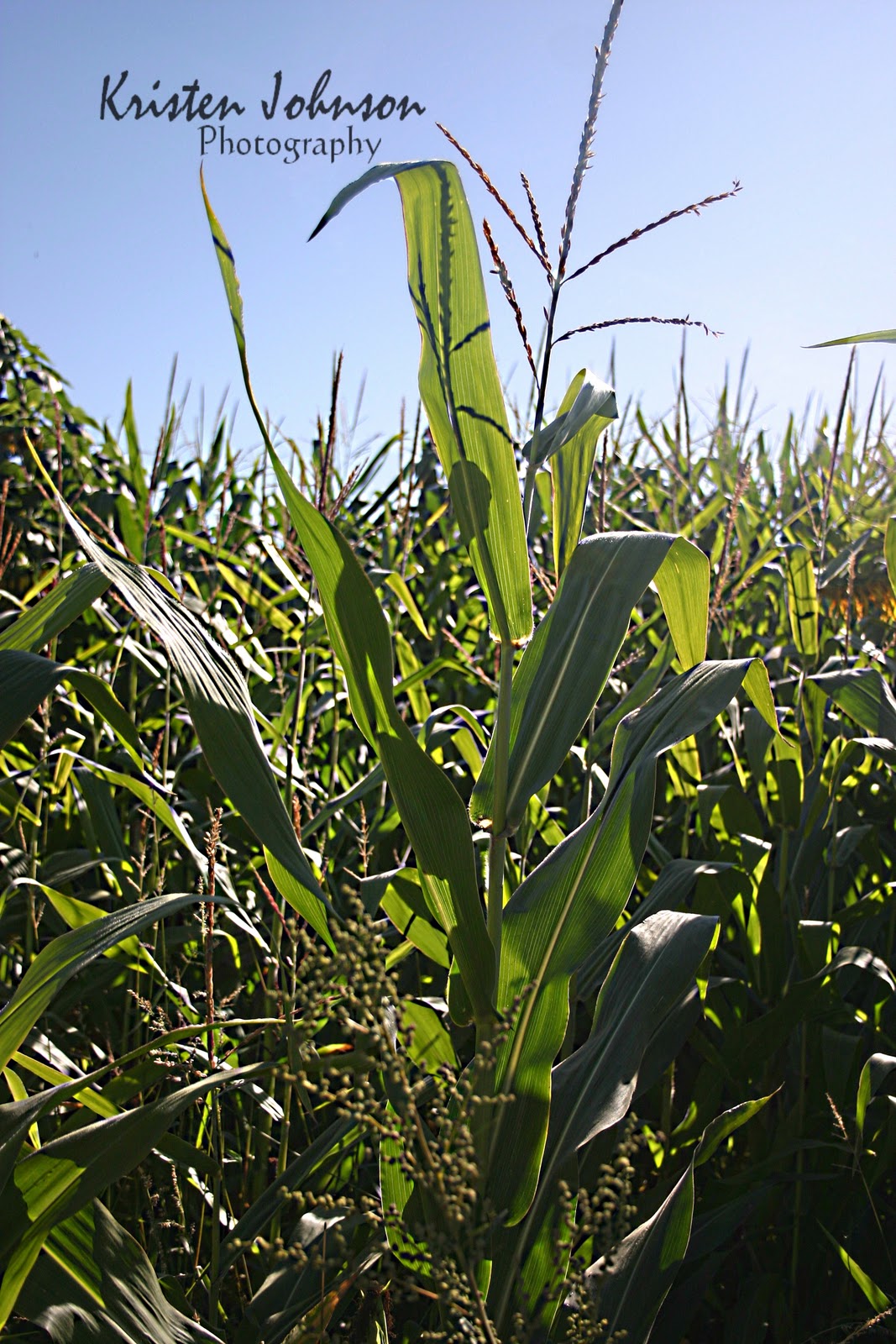 Stalks Of Corn