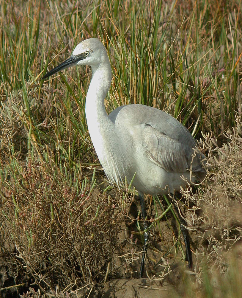 salt marsh birds