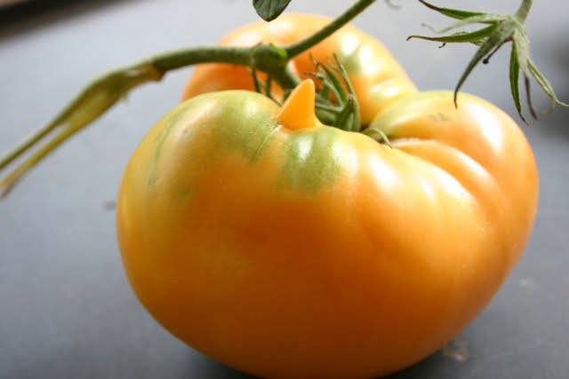 amana orange tomato