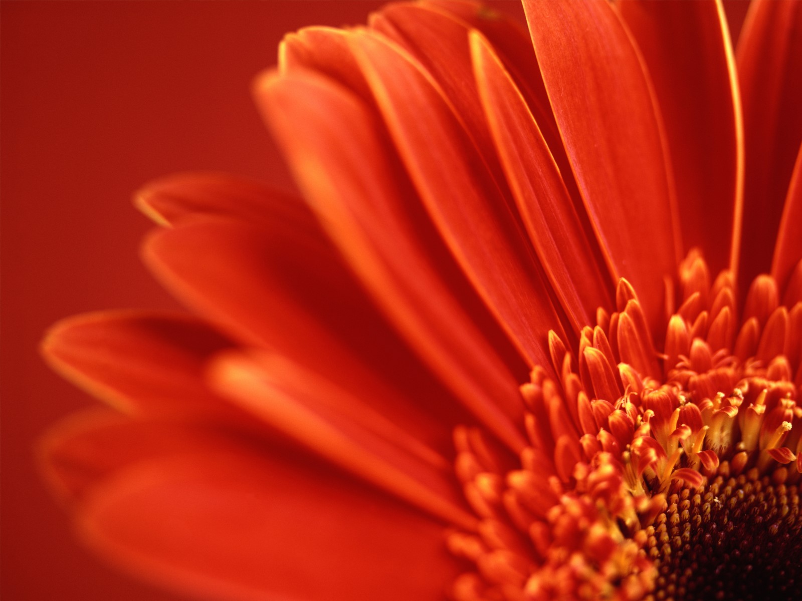 http://3.bp.blogspot.com/_U_sZXxdN2AE/TS9D6mTIbYI/AAAAAAAAAWk/7PVoF9Kzoq0/s1600/vista-red-flower-wallpapers_3528_1600x1200.jpg