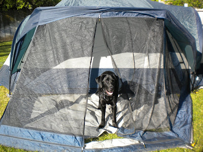 Dagan standing inside the porch area of the tent. The tarp floor is a little askew
