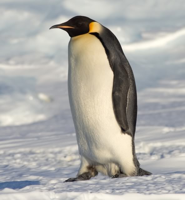 Penguin In Alaska