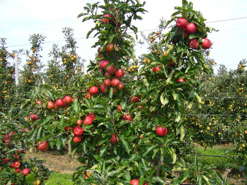 4 eylül elma bahçesi