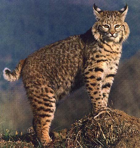 Our Mascot, the Bobcat
