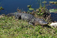 NEW Attractions in the Oldest City 3 Everglades Alligator1+ +for+web St. Francis Inn St. Augustine Bed and Breakfast