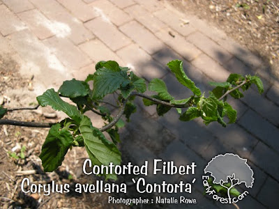Contorted Filbert Leaves & Branching
