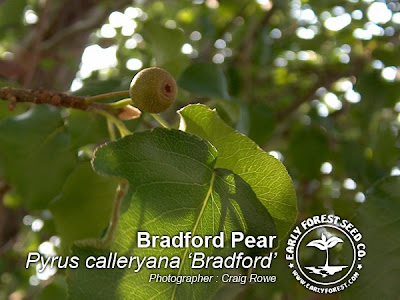 Bradford Pear Fruit