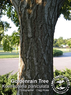 cherry tree bark. Golden Rain Tree Bark