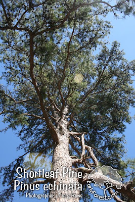 Shortleaf Pine Tree