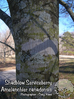 Shadblow Tree