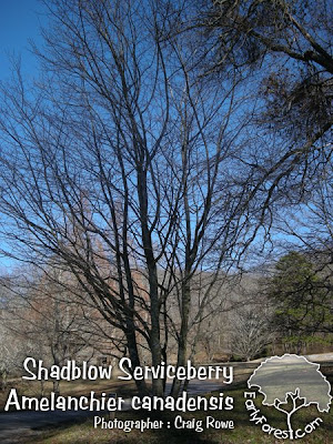 Shadblow Tree