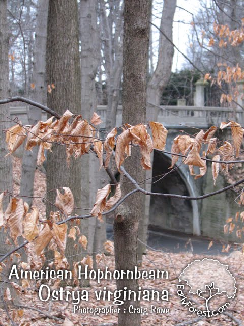 American Hophornbeam