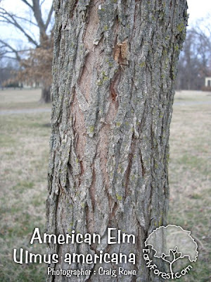 american elm pictures