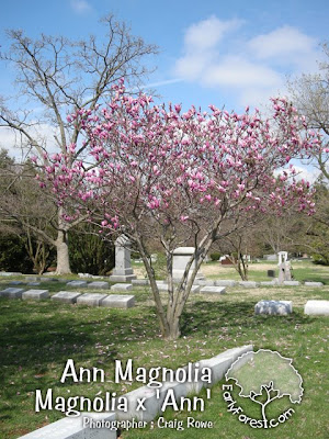 magnolia tree pictures. star magnolia tree pictures.