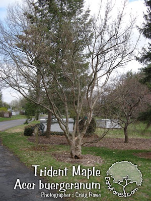 Trident Maple Tree