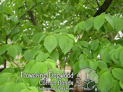 Flowering+dogwood+leaves