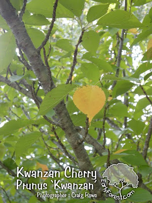 kwanzan flowering cherry tree pictures. Photo : Kwanzan Cherry Leaves