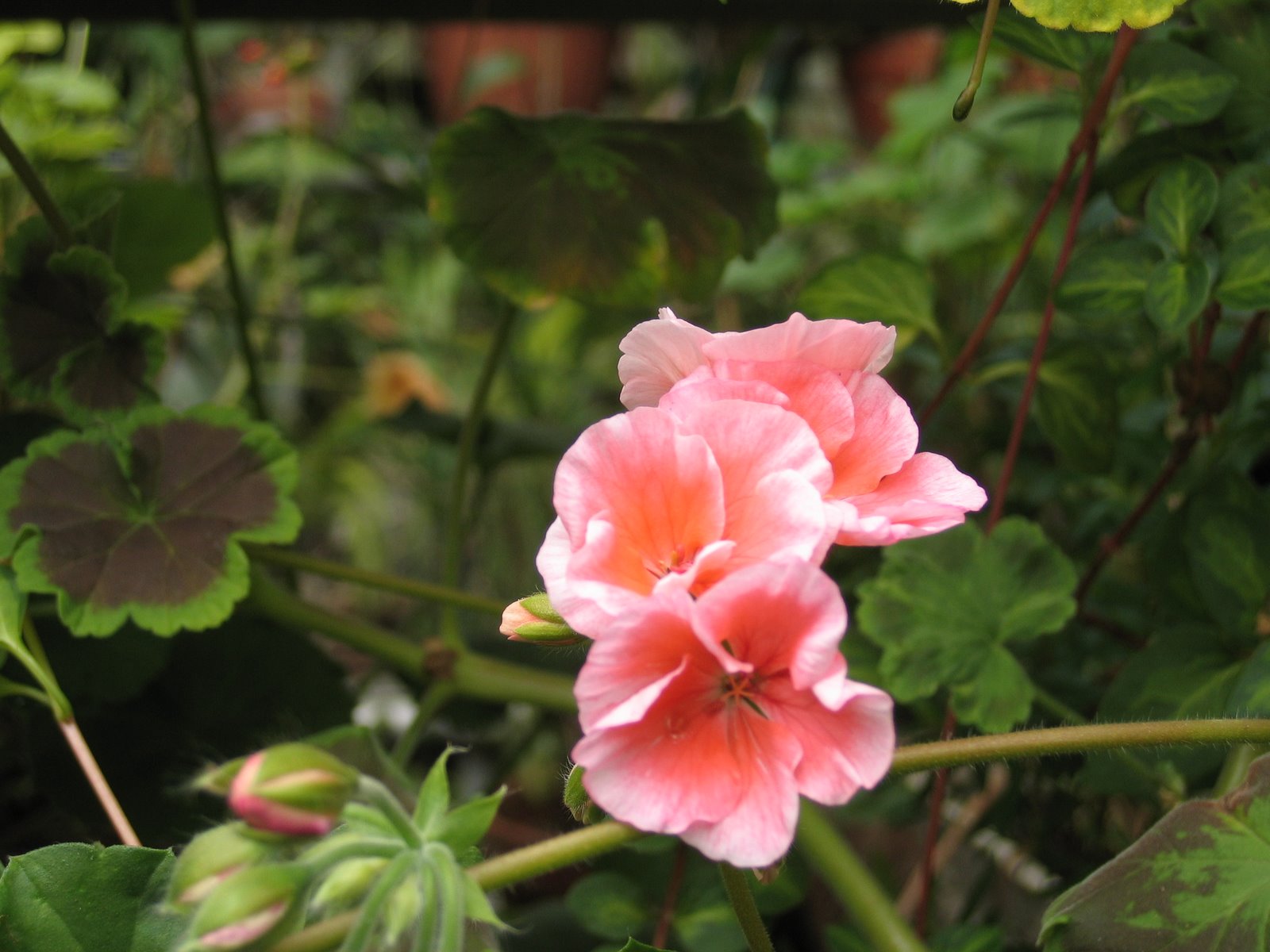 [geranium.JPG]