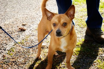 Basenji Chihuahua