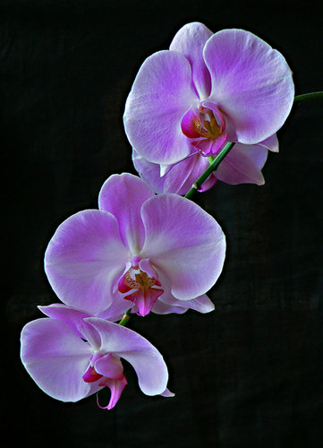 [orquideas.jpg]