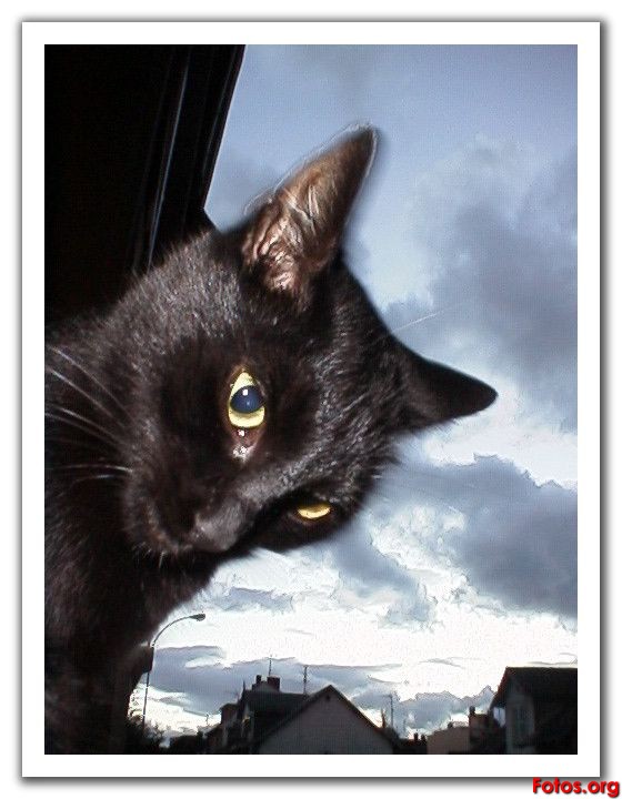 [gato-negro.jpg]