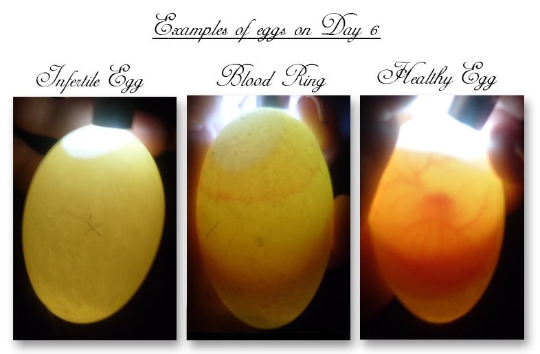 Lil Ducky's Hatching Journey Good Egg Vs. Bad Egg