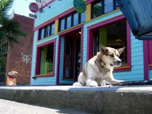 Rooney - Our Shop Dog