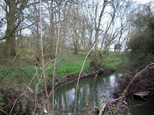 river bank