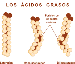 Acido Graso