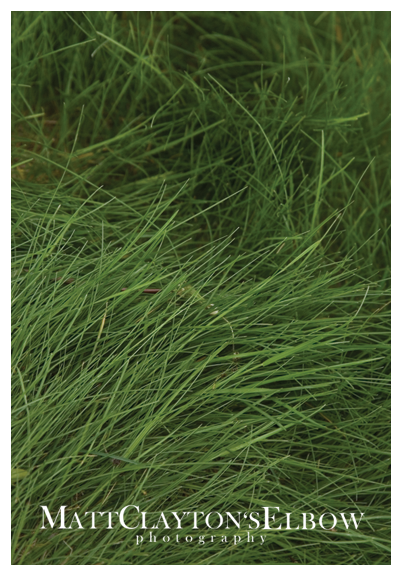 [Elbow-Grass.png]
